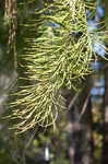 Pond Cypress